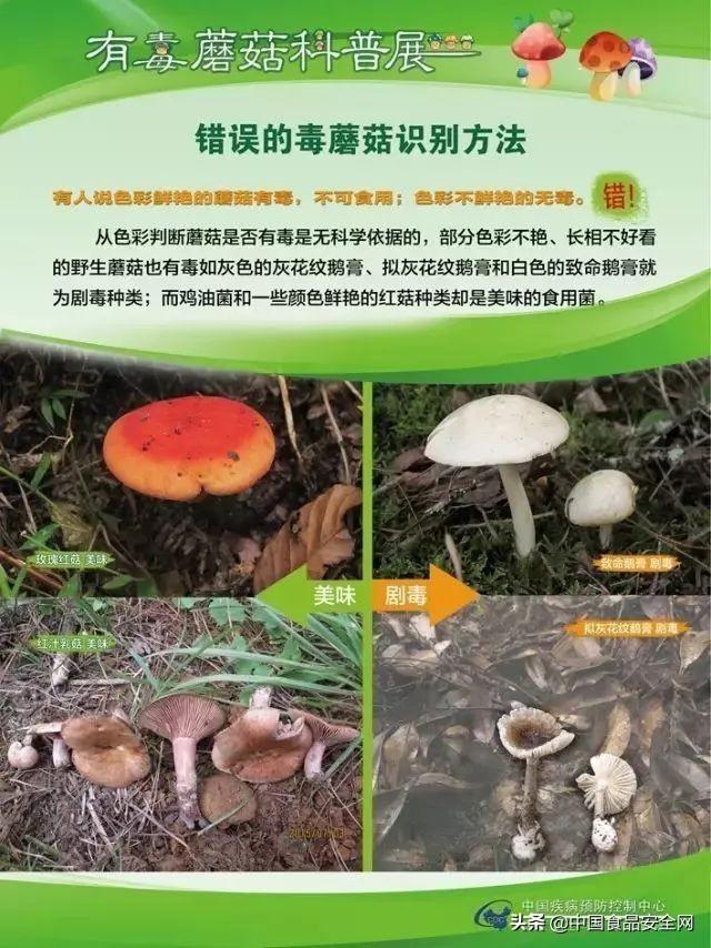 野生菌菇到底哪个能吃哪个不能吃?