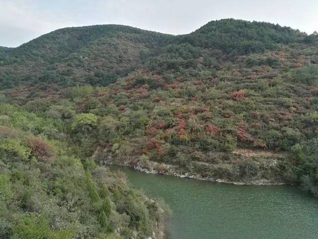 成行的果树 大寨的虎头山,曾经的荒山秃岭已经变成鸟语花香的森林公园