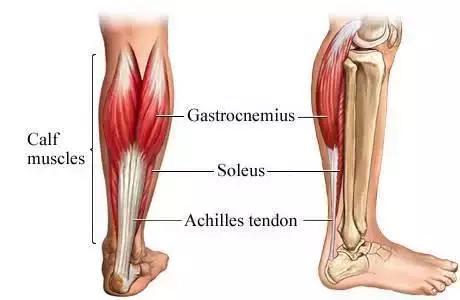 如下图: 比目鱼肌(soleus muscle):腓肠肌下面的扁平的小腿的肌肉,起