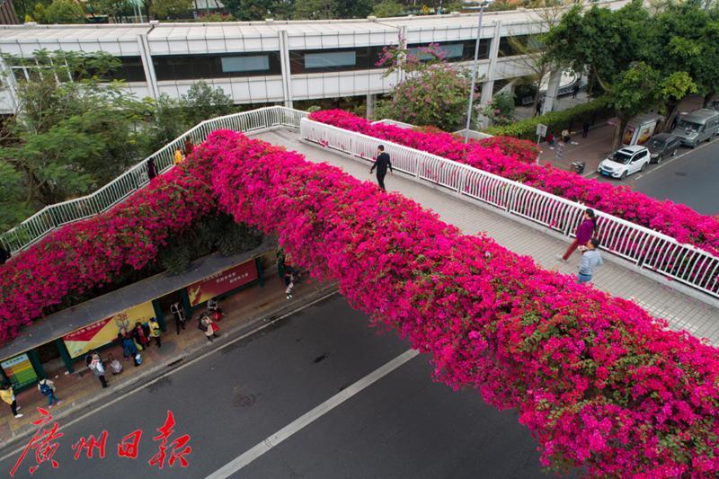 航拍广州天桥|各色簕杜鹃争相绽放喜迎国庆