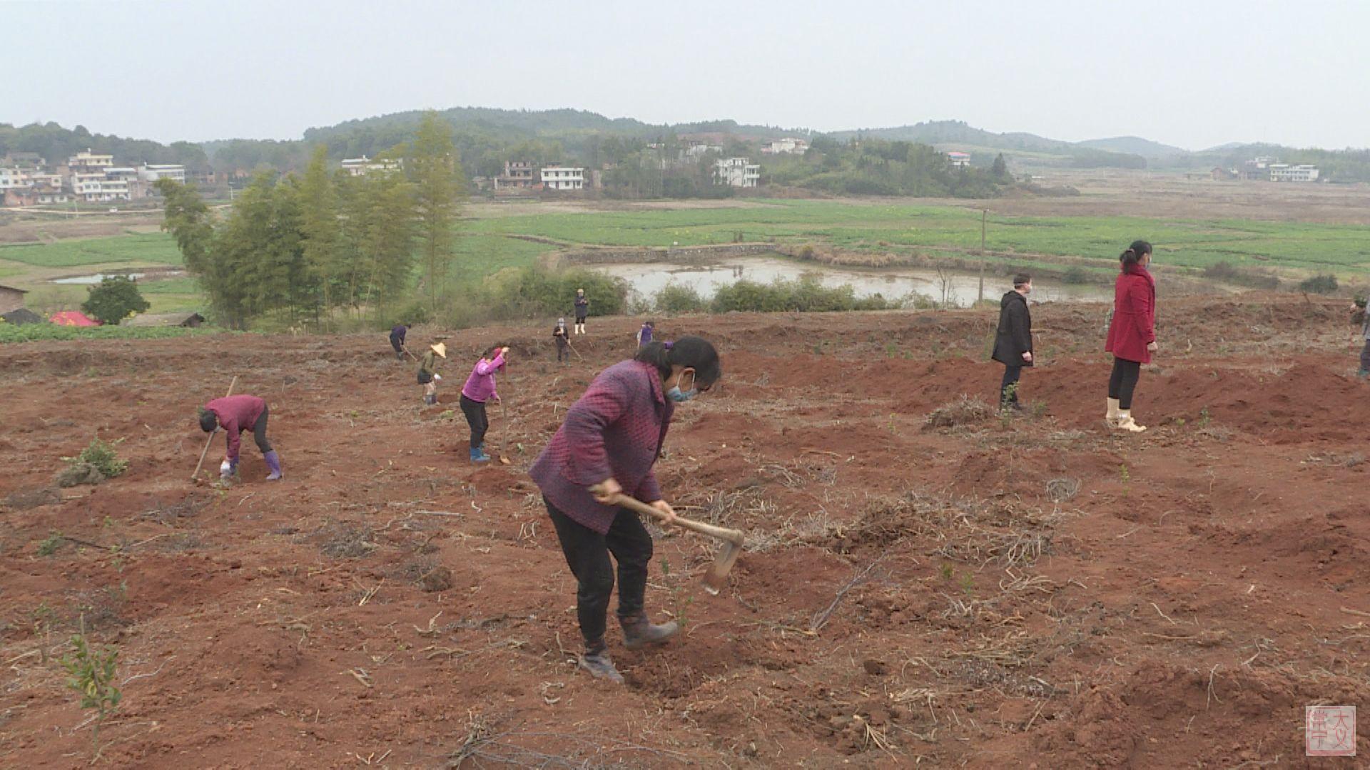 防疫生产两不误:常宁蓬塘乡组织村民戴着口罩种油茶