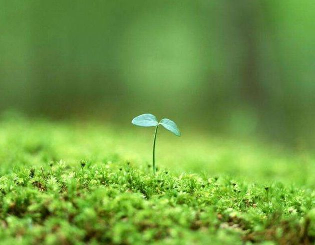 柳芽初吐草芽新,晓出寒郊云锁深. 连日困居浑欲醉,此回春至却忧心.