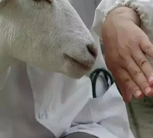 羊的淋巴检查方法?