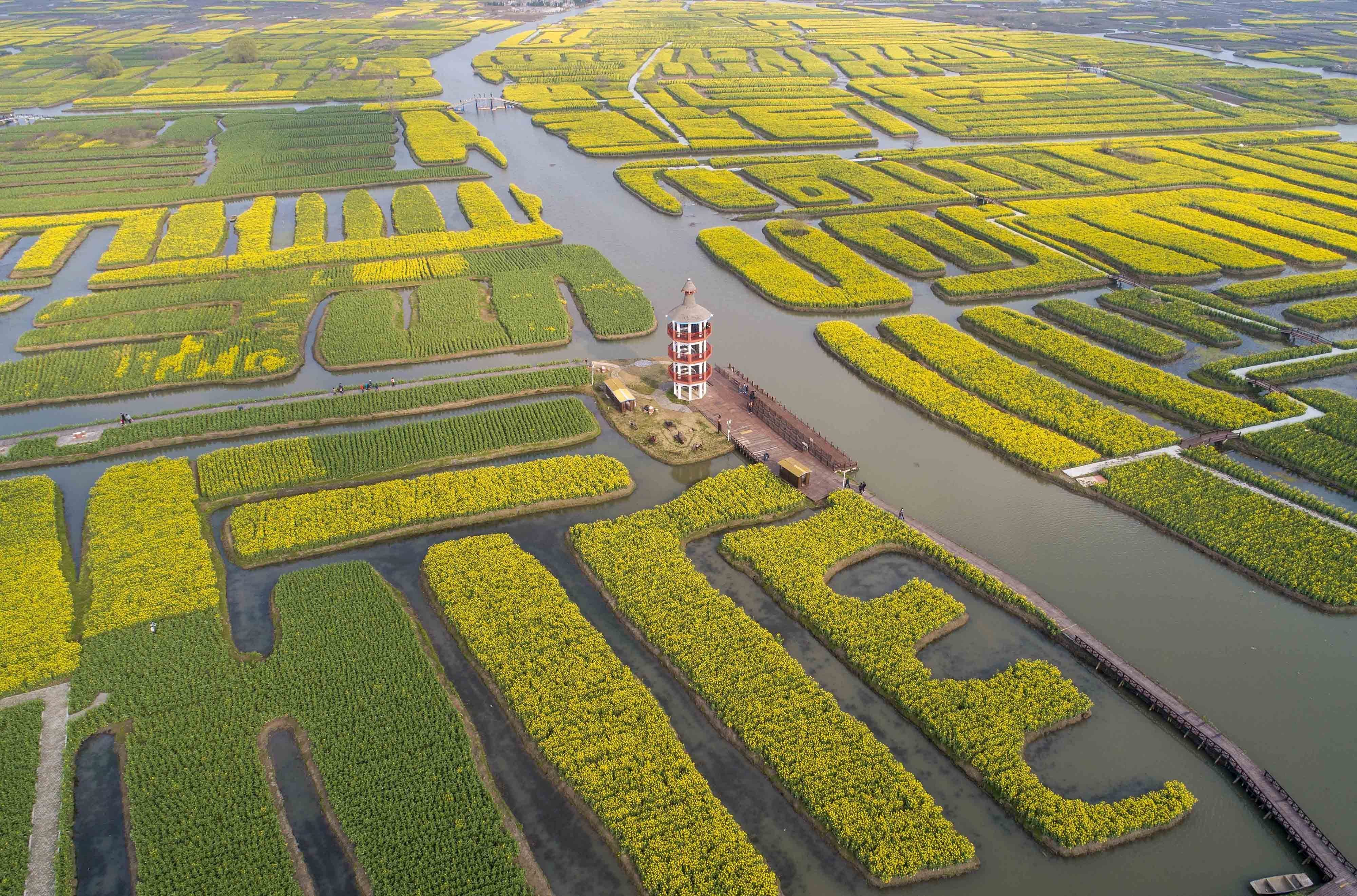 江苏泰州千垛菜花春景如画