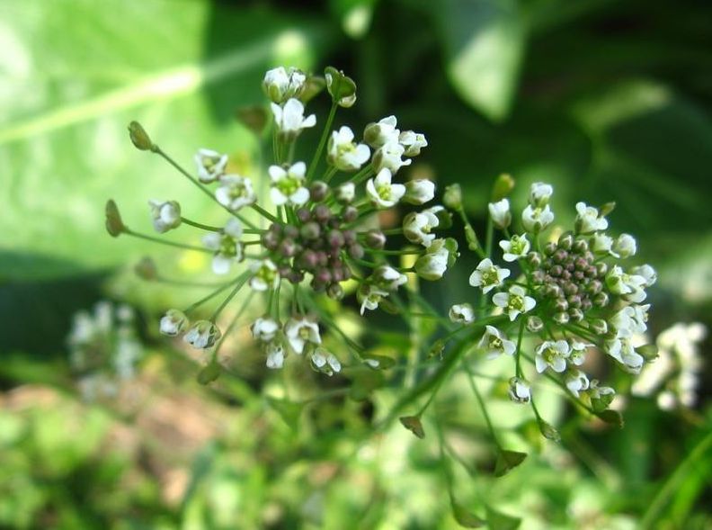 荠菜花 元-方回 斗草吴王眩越娃,终然轮与老陶家.