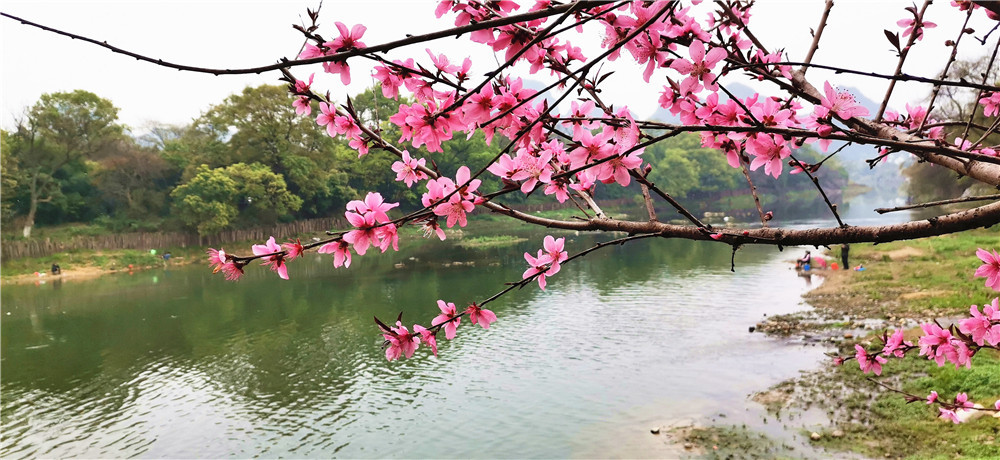 桂林桃花江畔桃花红