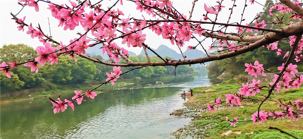 桂林桃花江畔桃花红