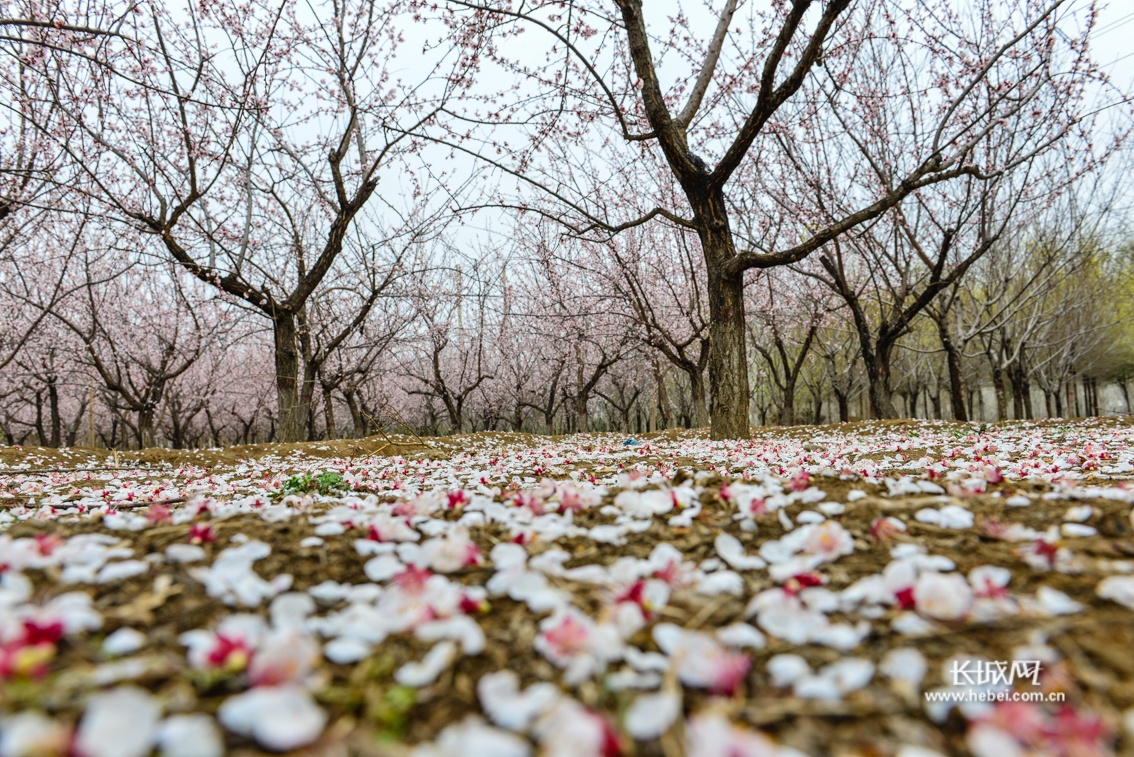 夜来风雨声,花落知多少.