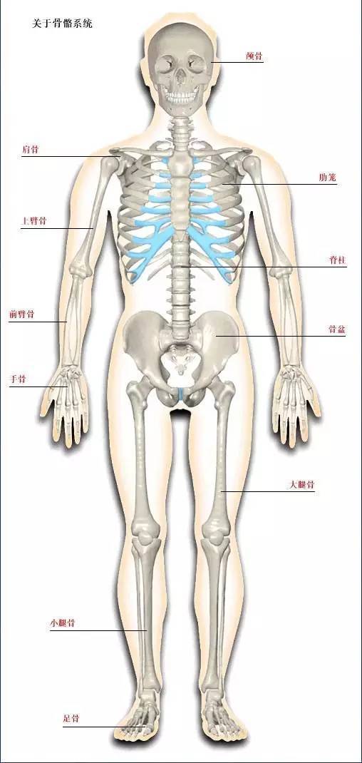 【科普解剖】人体骨骼系统(好图)