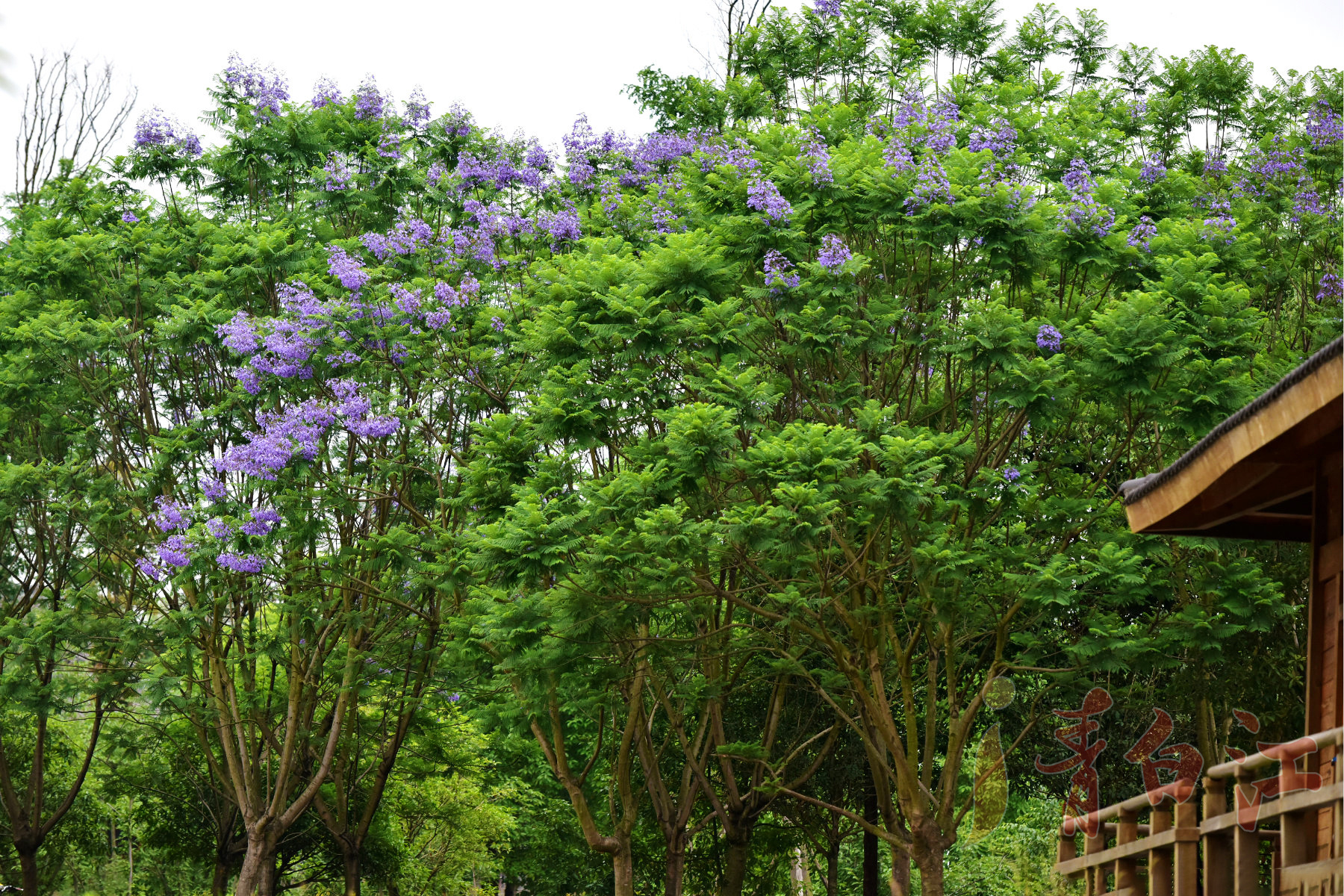 在凤凰湖湿地公园里 偶见一排蓝花楹树 满树蓝紫色花朵 在清新如羽状