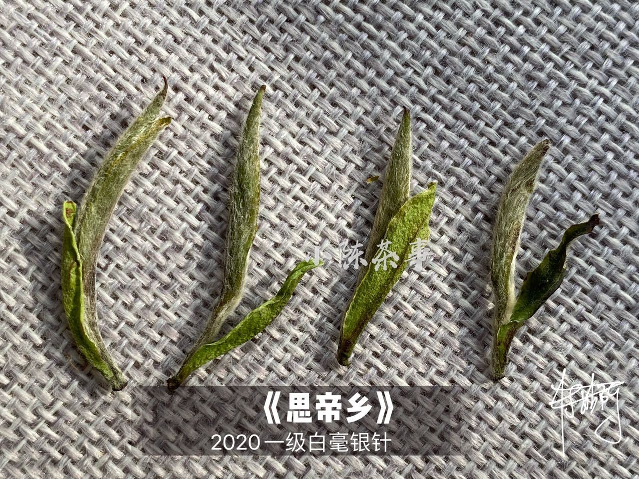 白毫银针带有鱼叶,就是高等级头采?茶掌柜套路又来了