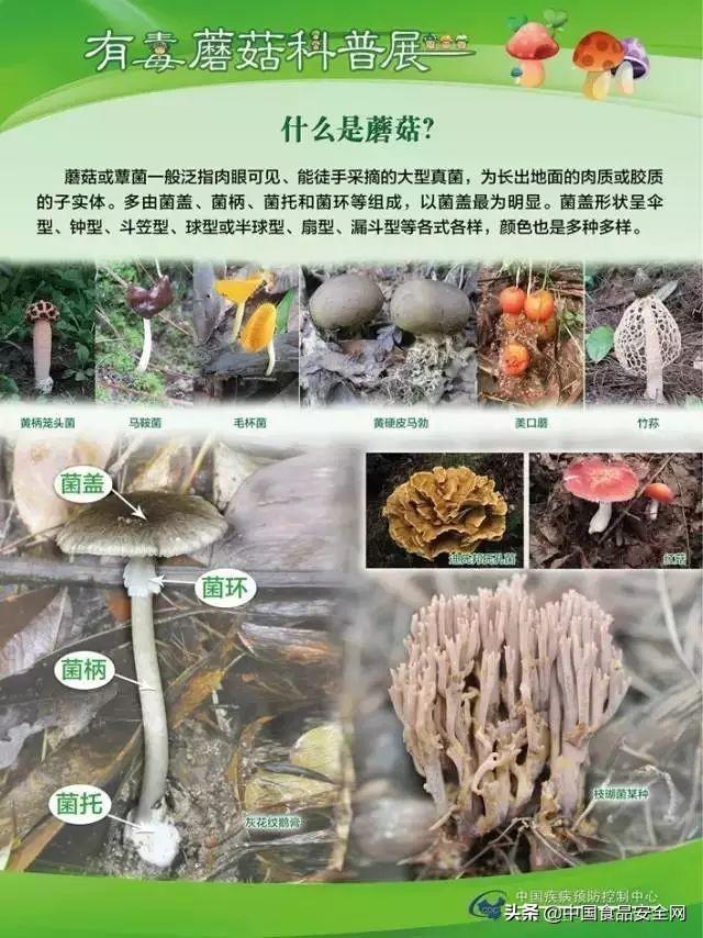 贺兰山野生蘑菇禁忌图片