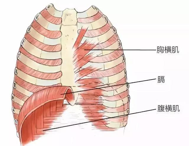 没错,你这就是岔气了 岔气通常标志着横膈膜痉挛 膈膜是将肺部和胸腔