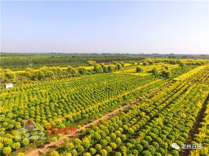 2019年中国·定州苗木花卉园林博览会将在定州市东胜生态园(主会场)