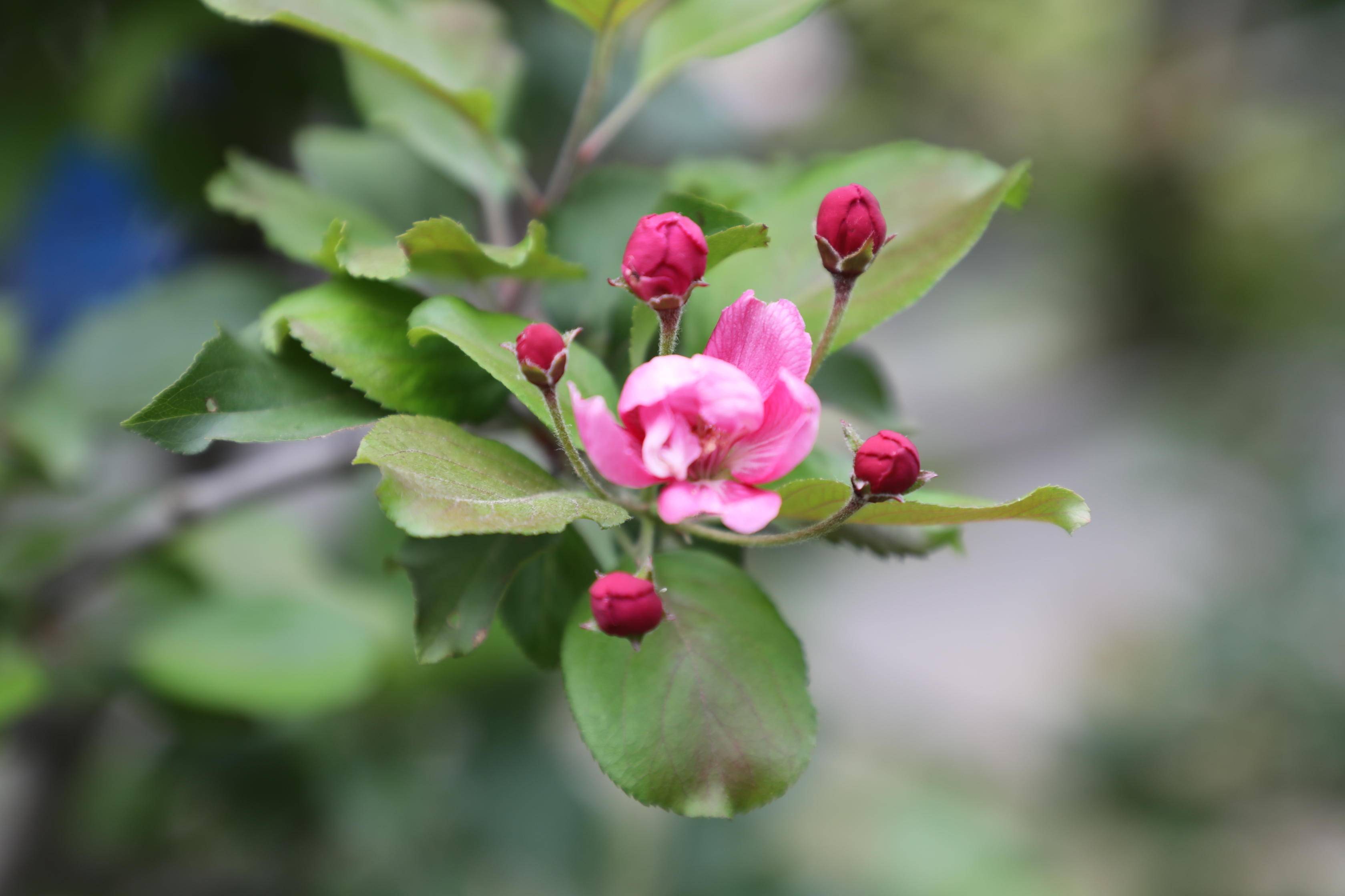 奇三伏天海棠花開花果同枝