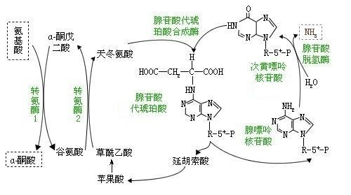 腺苷酸循环图片