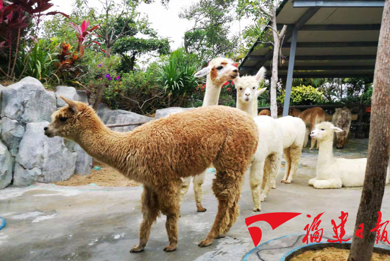漳州天柱山动物园图片