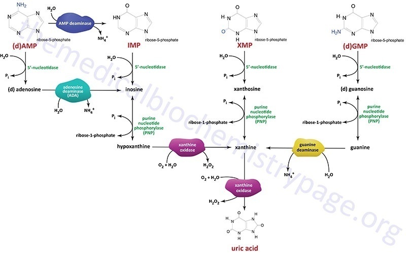 嘌呤核苷酸循环图解图片