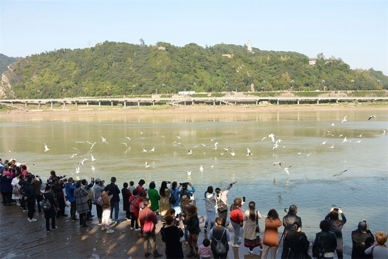 宜宾合江门围满了看红嘴鸥的市民和游客。_副本.jpg