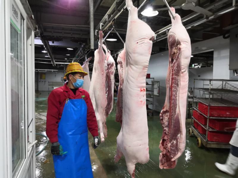 屠宰加工生猪一千余头 成都崇州大型生猪屠宰企业为猪肉产品稳产保供