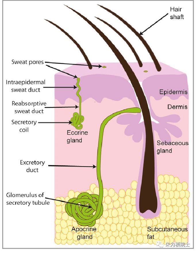 汗腺导管图片