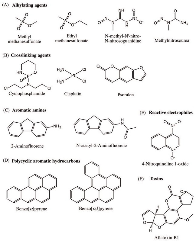 代表性诱变剂environ mol mutagen 2