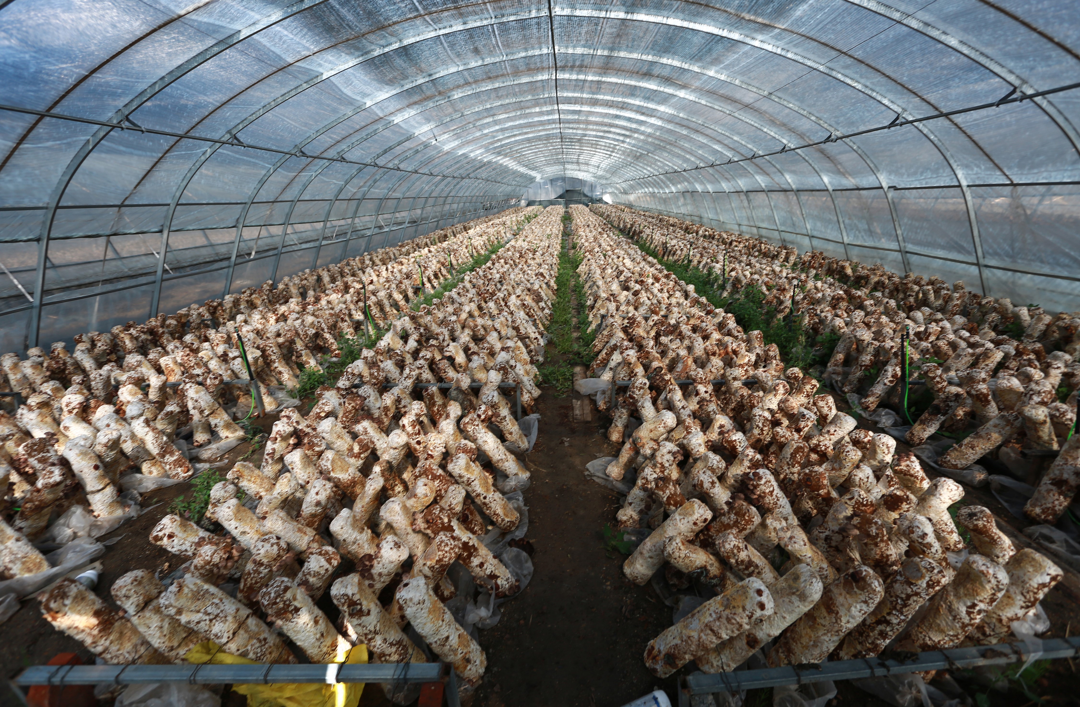 黑龙江人工种植榛蘑图片