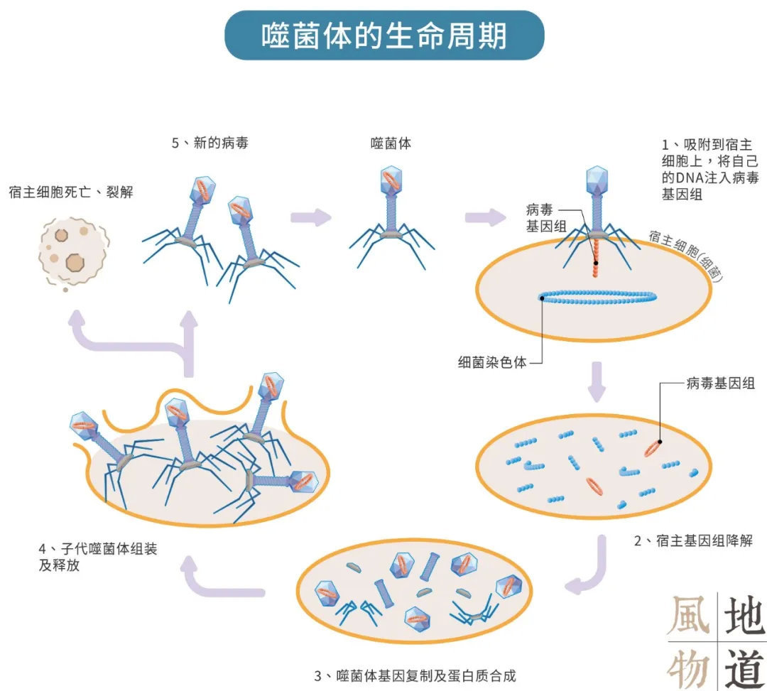 噬菌体结构模式图图片