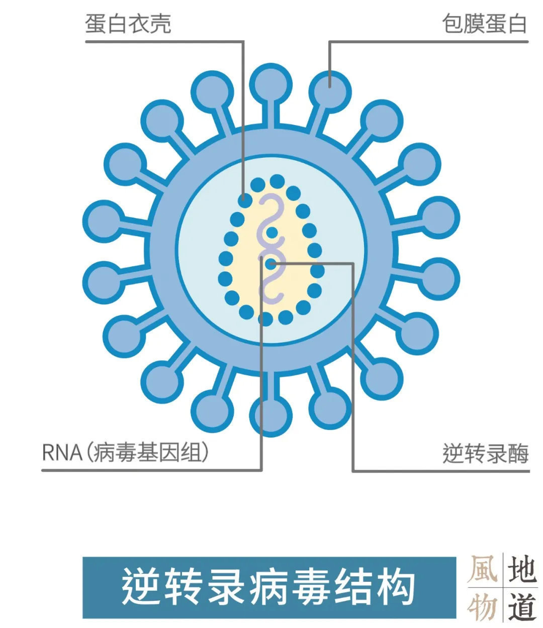 核酸检测是怎么发现新冠病毒的？是什么原理？一文搞懂！