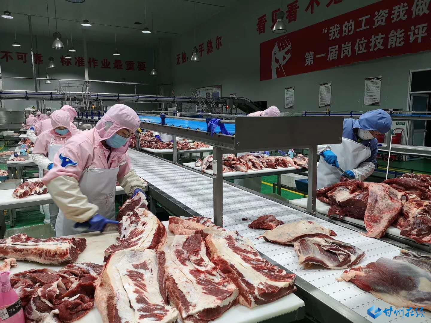 截至2019年底,甘州区肉牛饲养量达到36万头,建成规模养殖场120个,屠宰