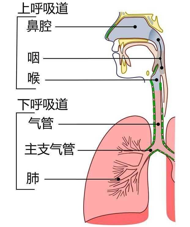 核酸检测是怎样进行的?新冠肺炎康复者复阳说明什么?