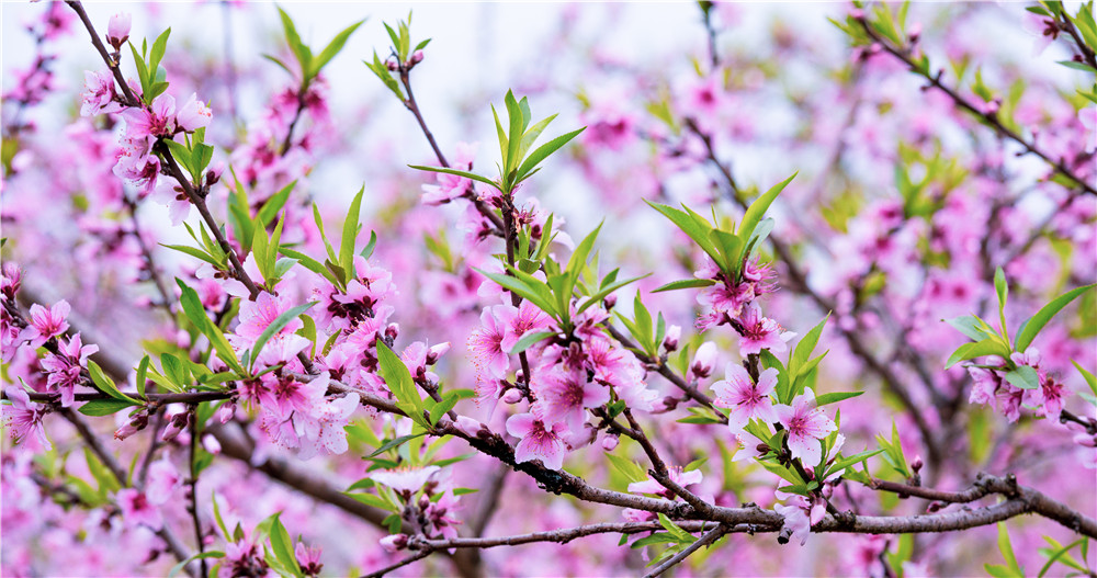 桂林灵川海洋美丽的桃花园