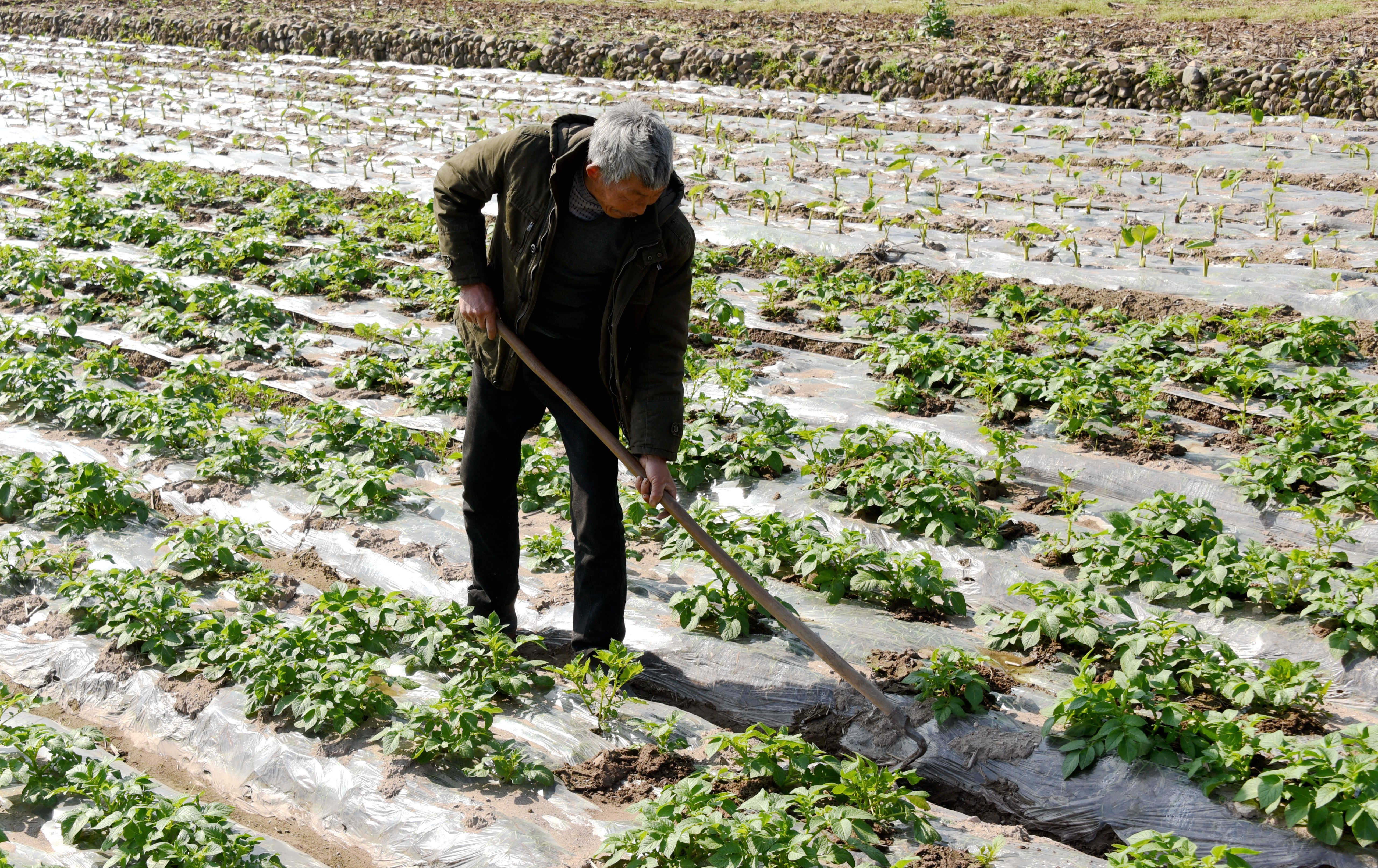 仙居县横溪镇溪头村农民正在田间管理土豆