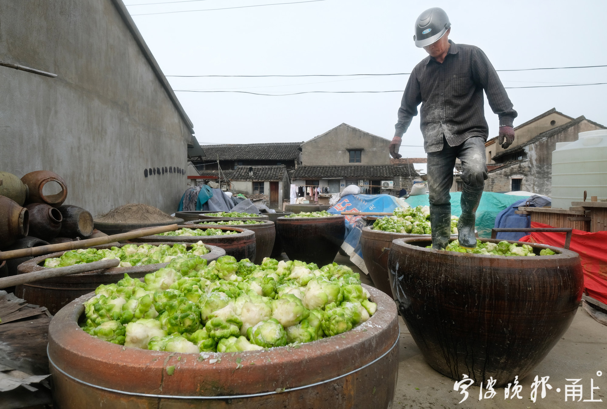 宁波人文地图榨菜丰收了农户收割忙