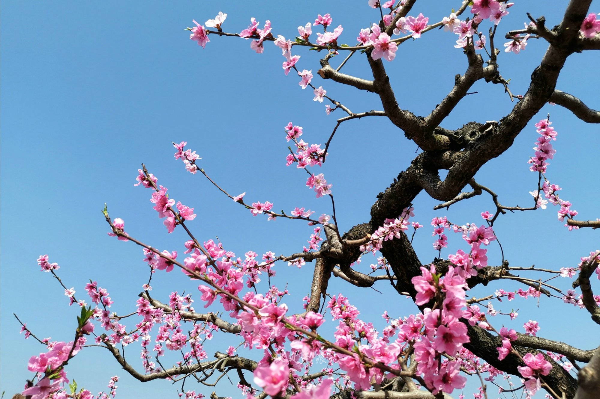 三月桃花满树红图片