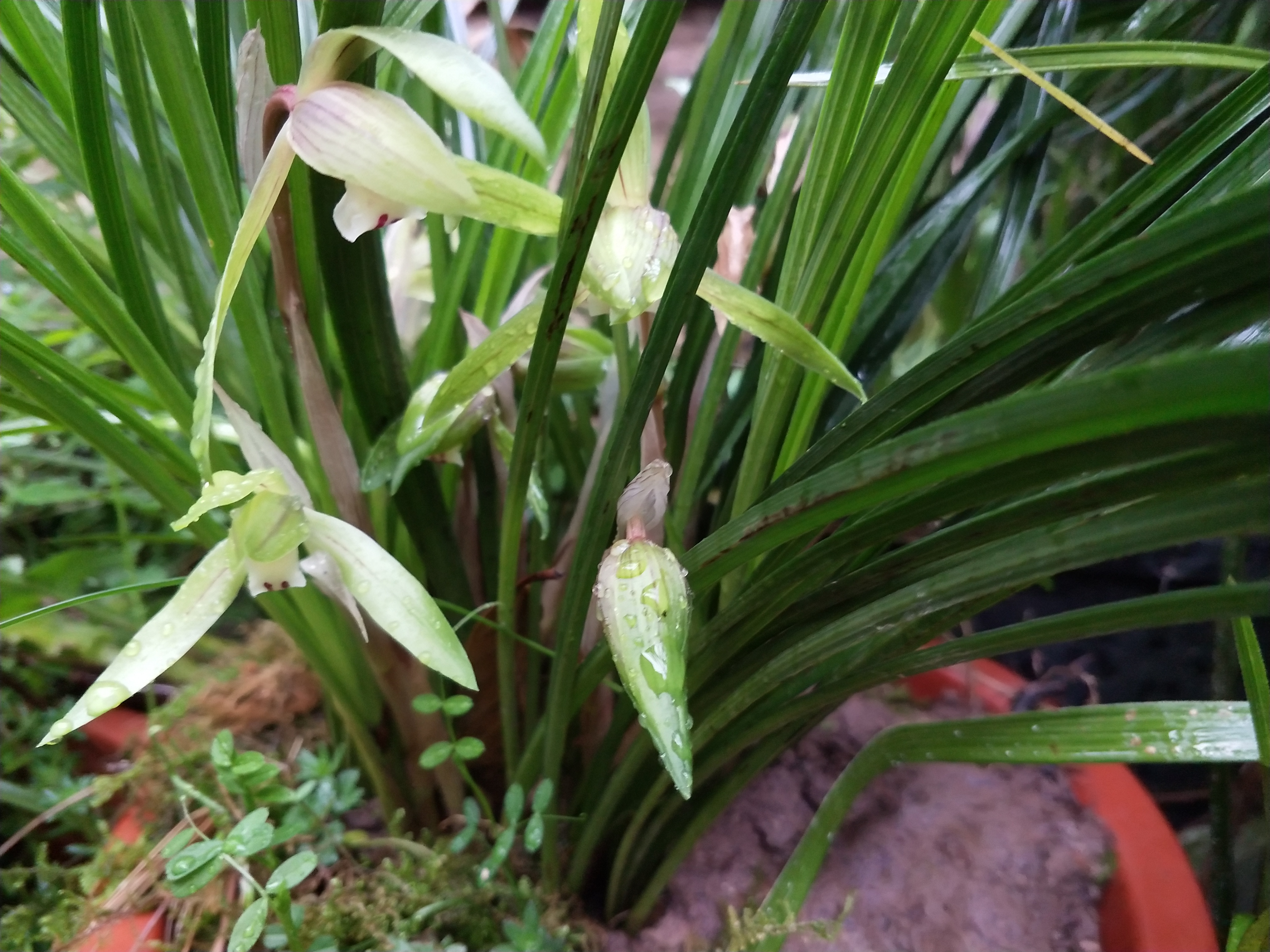 四川兰花品种野生图片