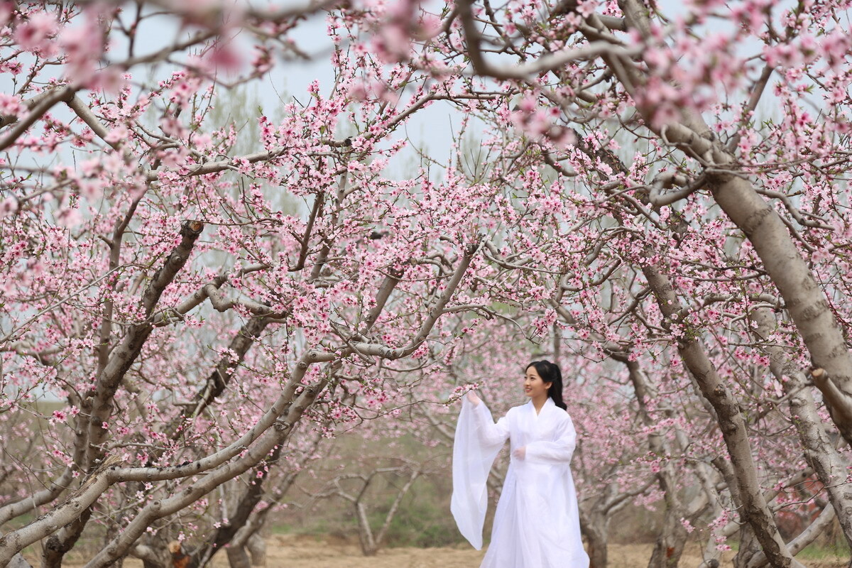 图为4月7日,山东惠民大年陈桃花盛开,一美女身穿白纱,在桃园赏花