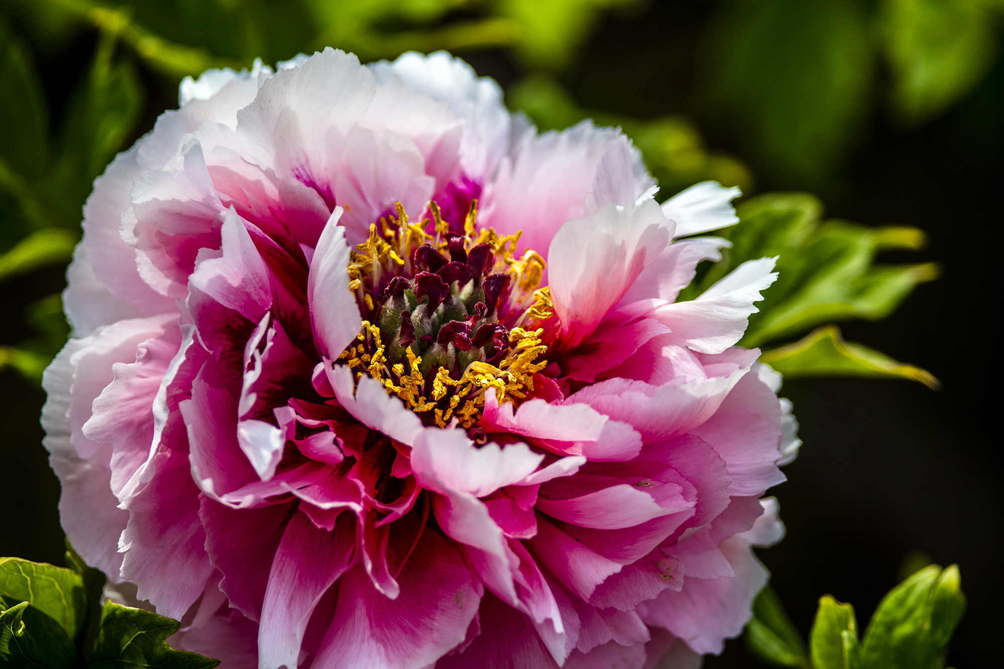 实拍京城姹紫嫣红的圆明园牡丹花组图18张