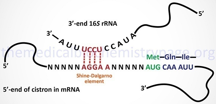 SD序列与16 S rRNA结合。themedicalbio