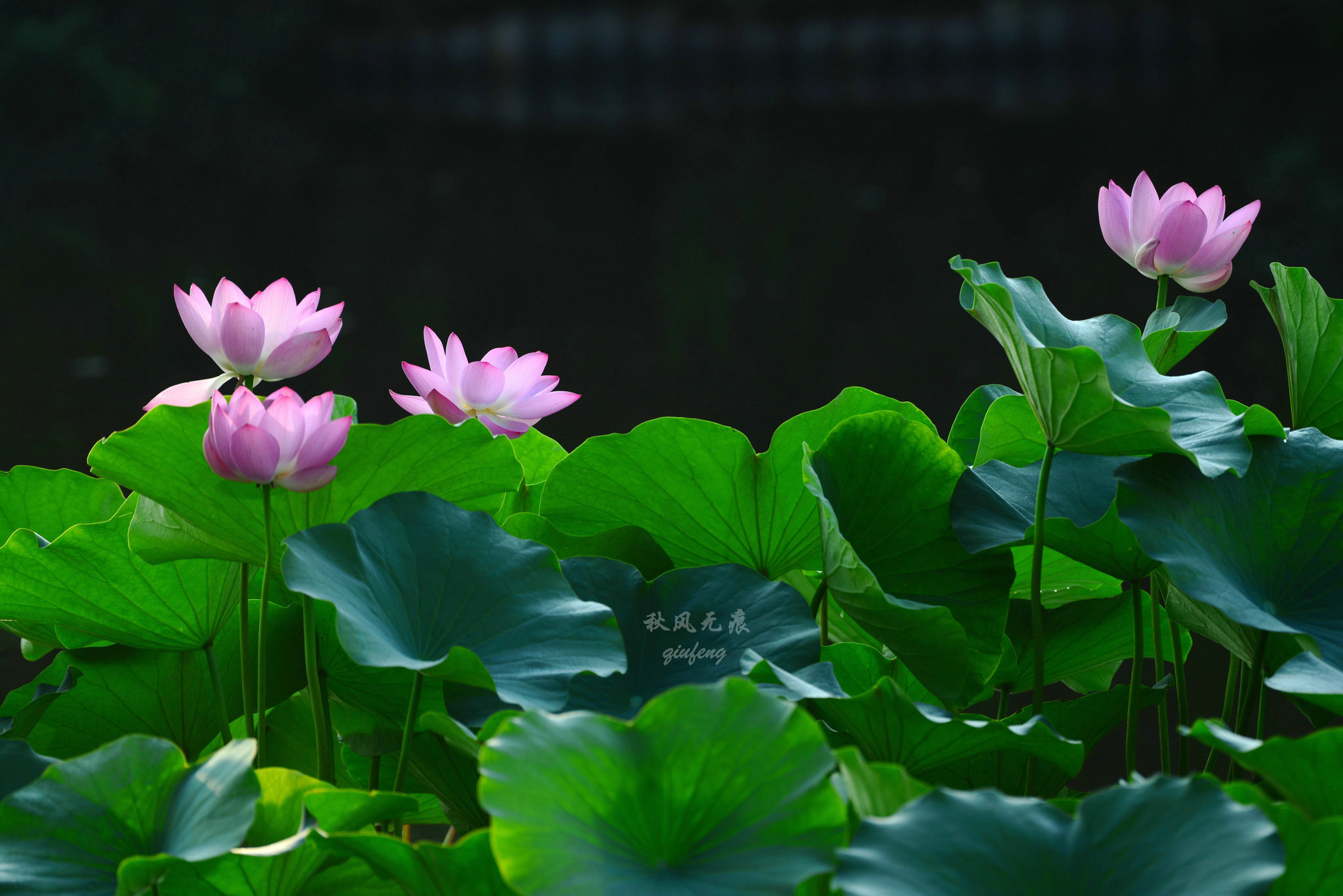 晨光里的荷花 花瓣宛若莲灯 靓丽了西安北城的夏日风景 上游新闻