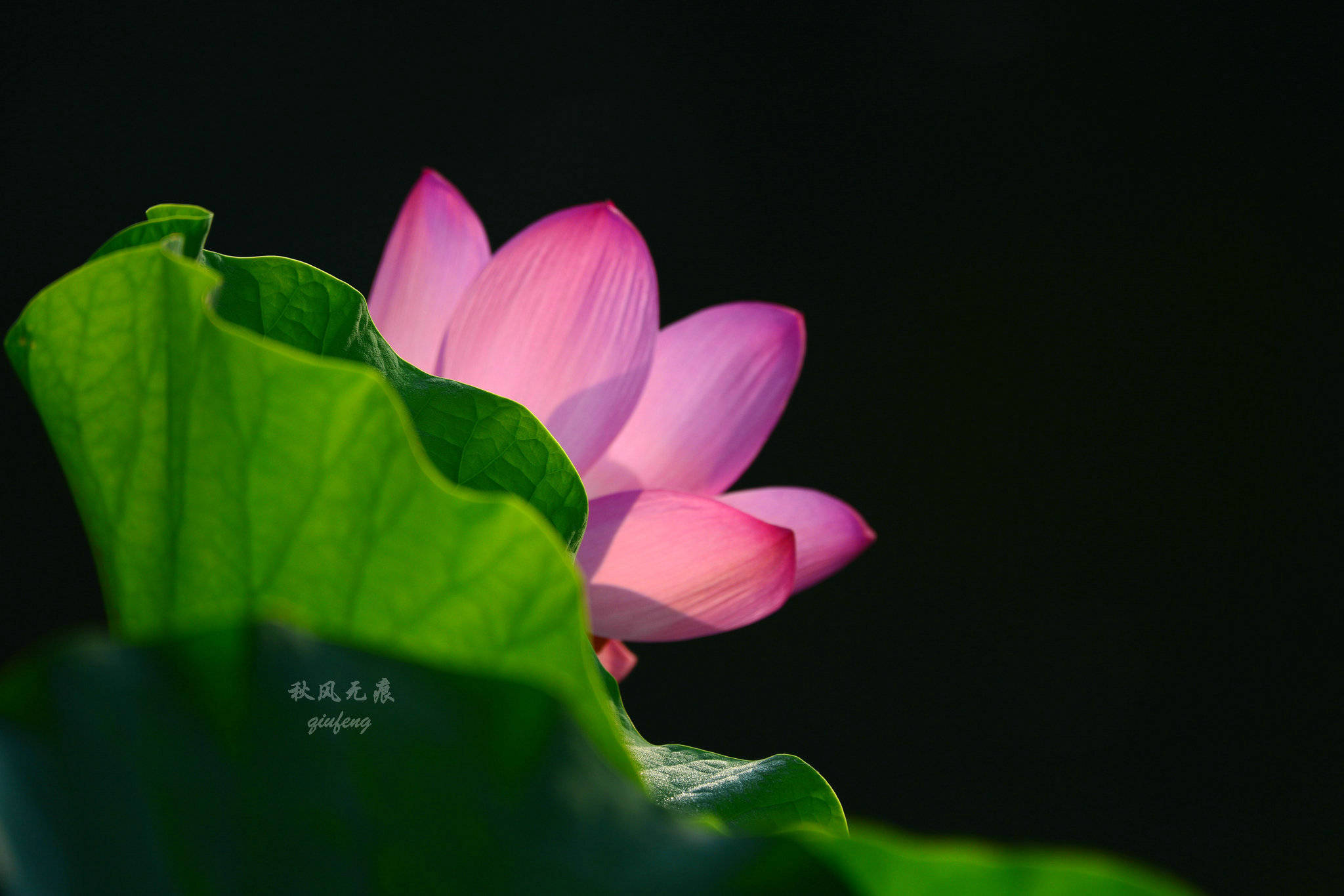 晨光(|晨光里的荷花，花瓣宛若莲灯，靓丽了西安北城的夏日风景