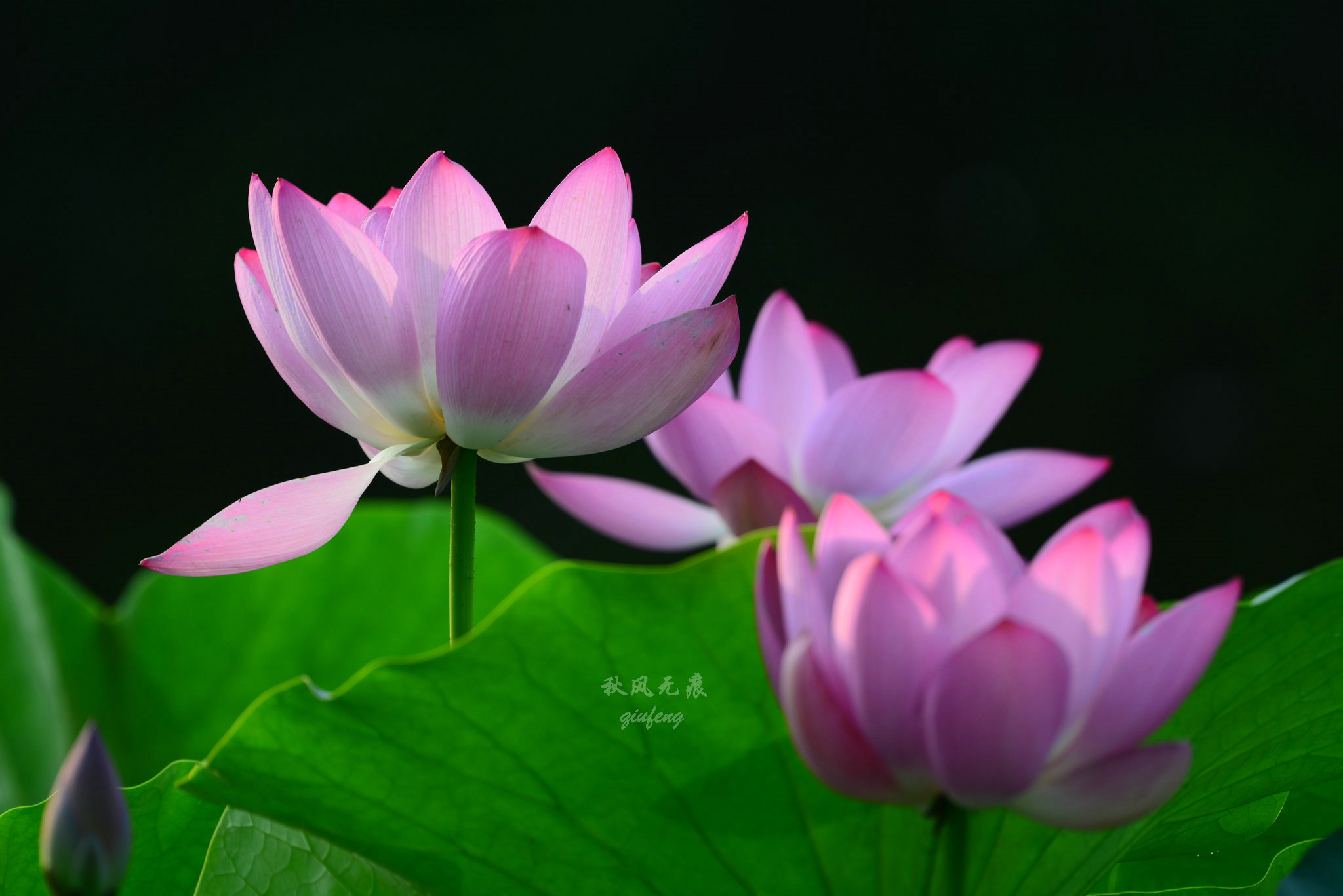 晨光(|晨光里的荷花，花瓣宛若莲灯，靓丽了西安北城的夏日风景