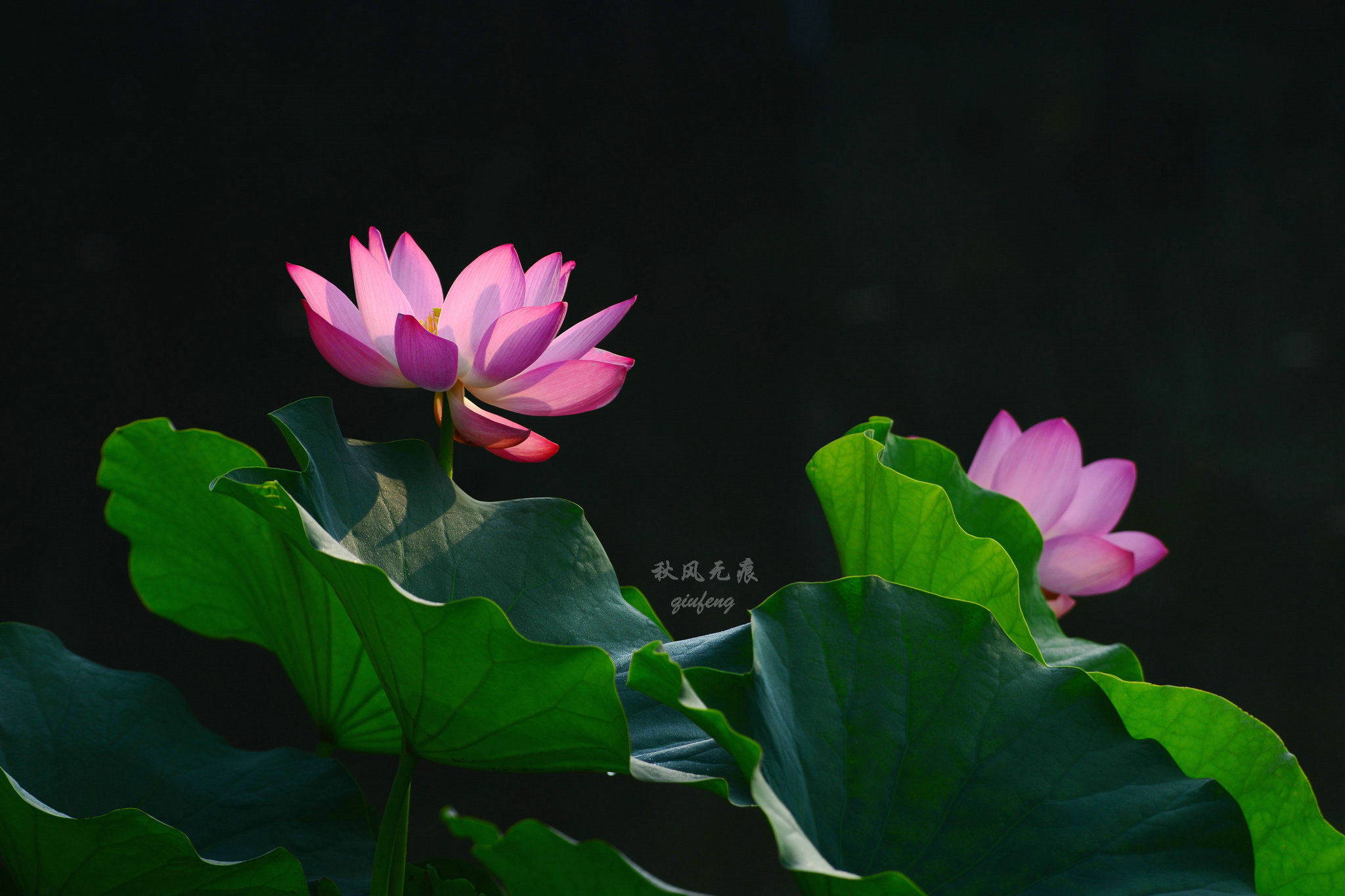 晨光(|晨光里的荷花，花瓣宛若莲灯，靓丽了西安北城的夏日风景