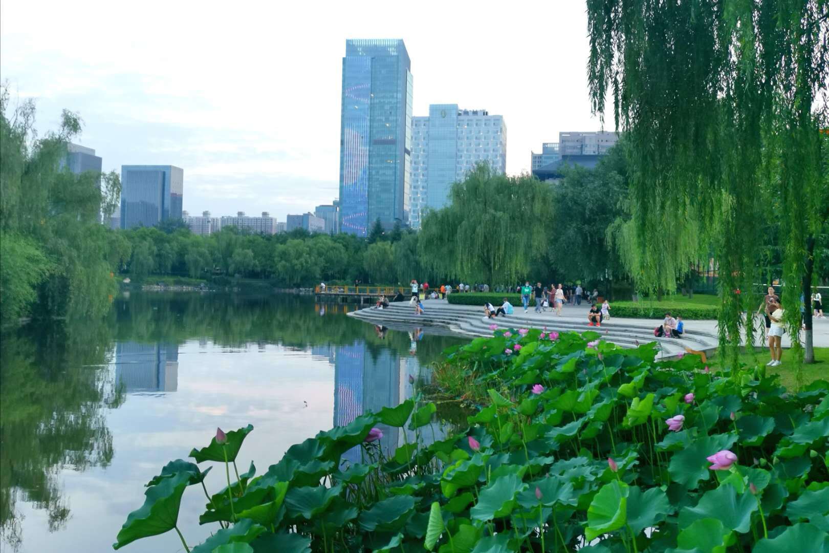 晨光(|晨光里的荷花，花瓣宛若莲灯，靓丽了西安北城的夏日风景