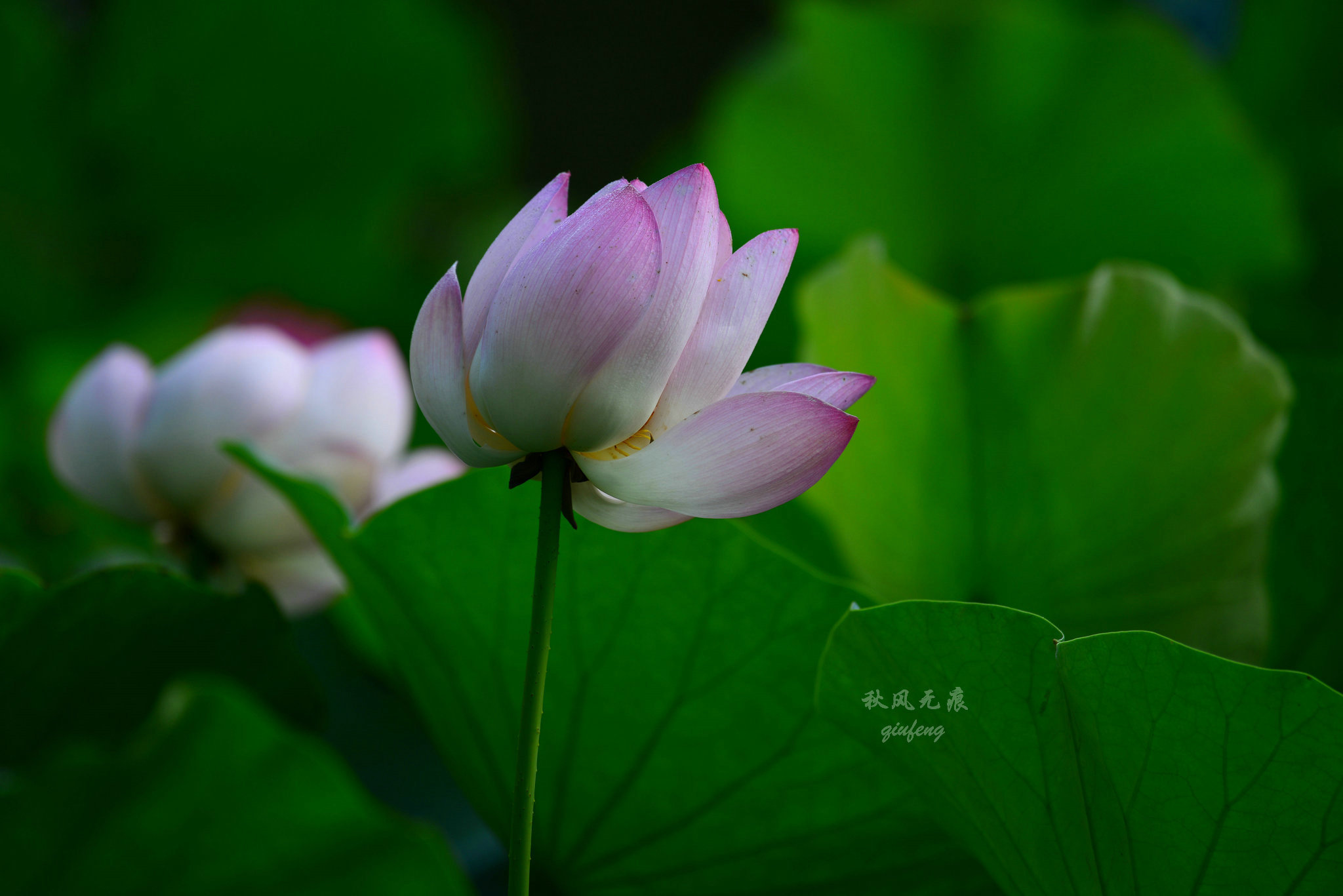 晨光(|晨光里的荷花，花瓣宛若莲灯，靓丽了西安北城的夏日风景