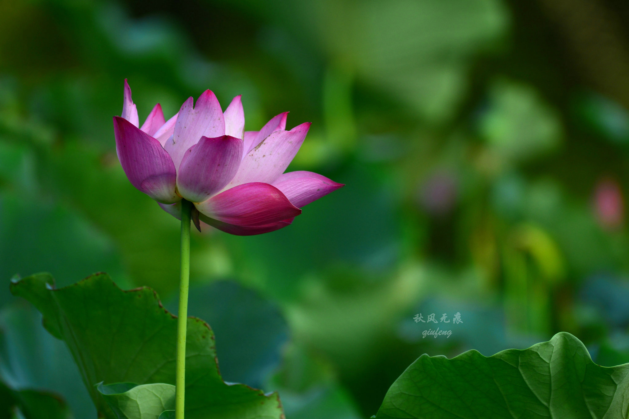 晨光(|晨光里的荷花，花瓣宛若莲灯，靓丽了西安北城的夏日风景