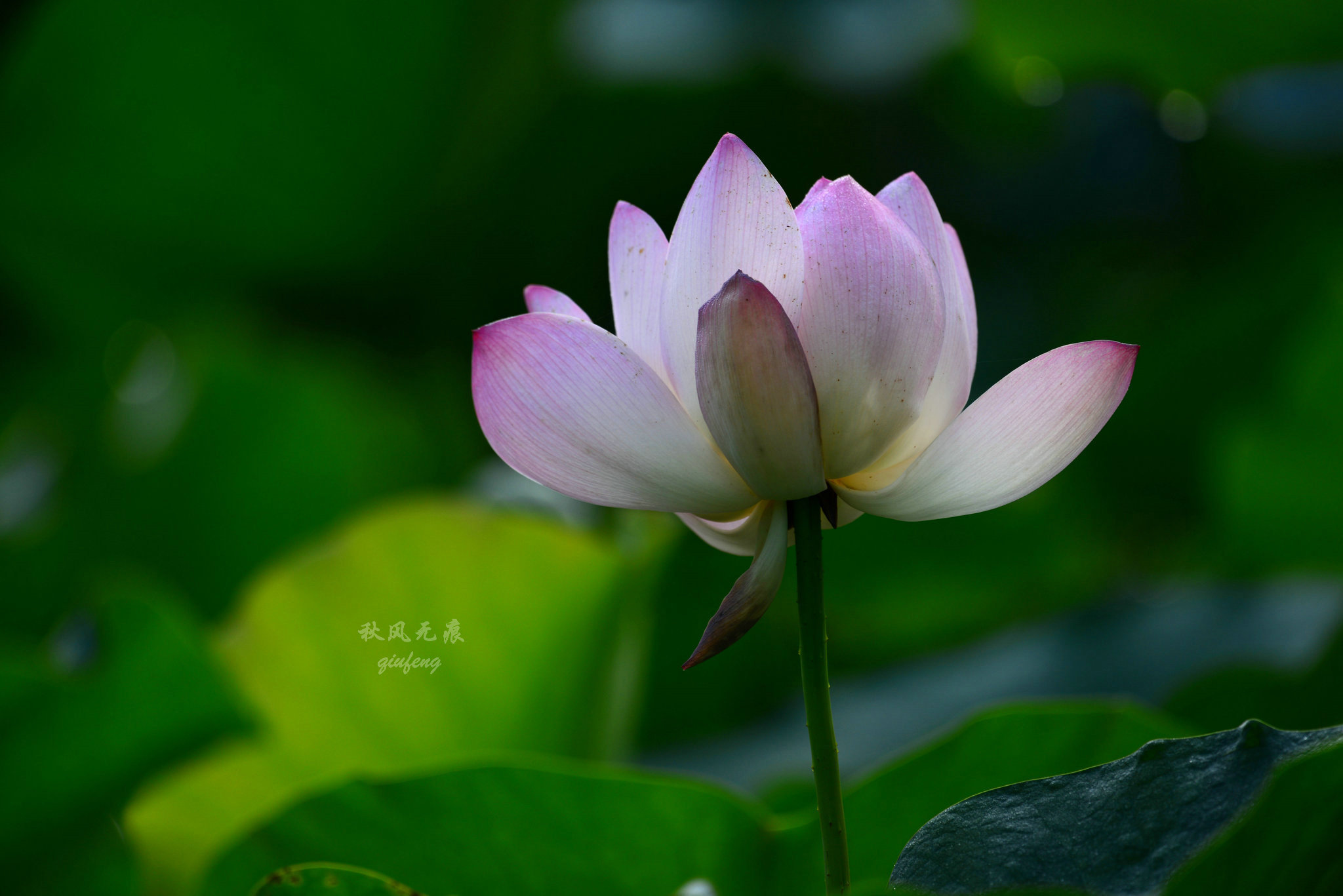 晨光(|晨光里的荷花，花瓣宛若莲灯，靓丽了西安北城的夏日风景