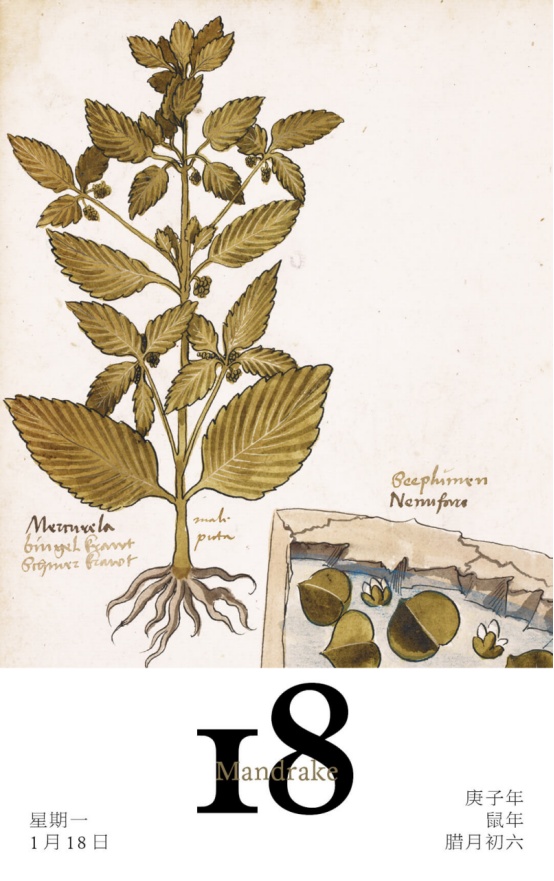植物|哪一种植物在中世纪被当做麻醉剂？