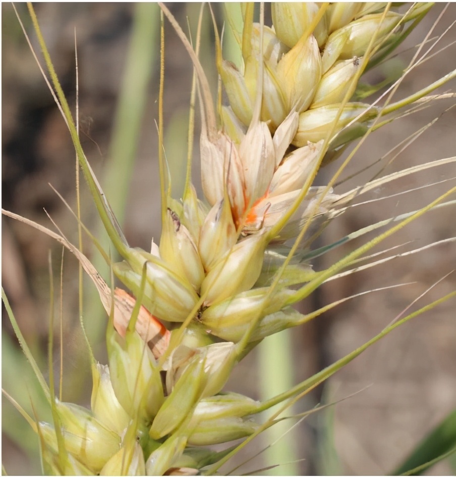 小麦|预测今年小麦这种病害发生面积9000万亩，提前预防是关键