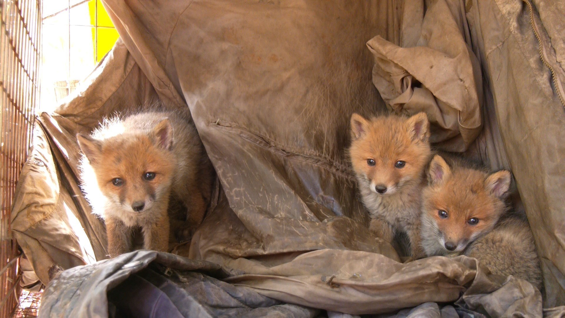 三只赤狐幼崽与母亲走散等来一群好心人